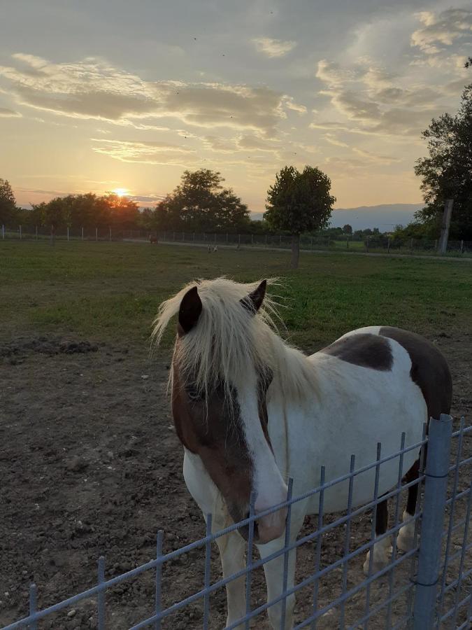 Azienda Agrituristica Ai Prai Castello Di Godego Bagian luar foto